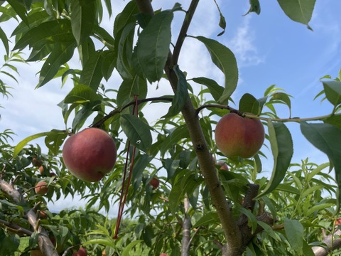 【家庭用】桃とネクタリンから生まれた「ワッサー」3㎏（8～11玉）