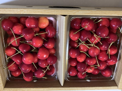 さくらんぼ最高糖度賞受賞園地】紅てまり 秀品1kg：山形県産の紅てまり
