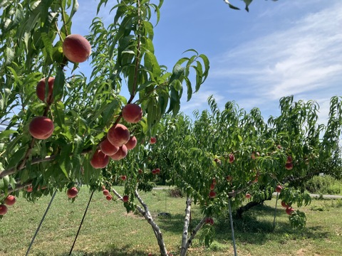 入手超困難・先着5箱限定】パリパリ食感🍑流通量約0.2％幻の白桃『大寿