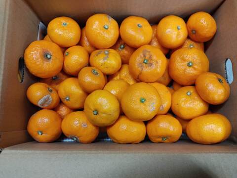 加工品用 　ひめのか・はれひめ　箱込み4.5キロ×2