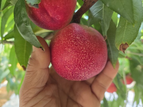 甘くてジューシー「サマークリスタル🍑」ネクタリン🍑
温室🍑無袋🍑棚栽培🍑