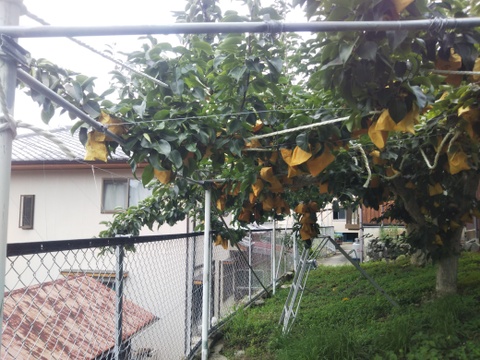 二十世紀梨 7～10玉 2.5ｋｇ