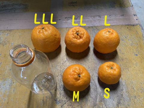 食べ比べ【家庭用セット】今津ポンカン＆はるか（５kg）甘みと酸味のポンカンと！とっても甘いはるかのセット！どちらもとってもいい香り！