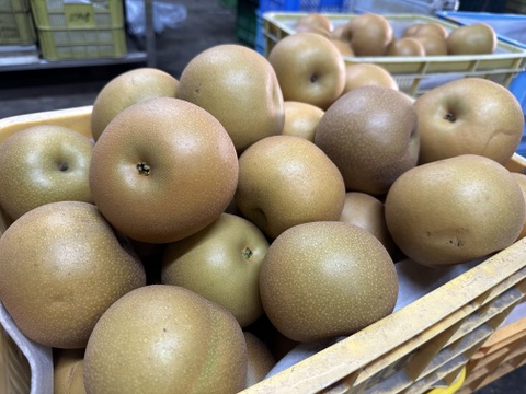 秋の定番！モーツァルト聞いて育った梨
あきづき　3㎏