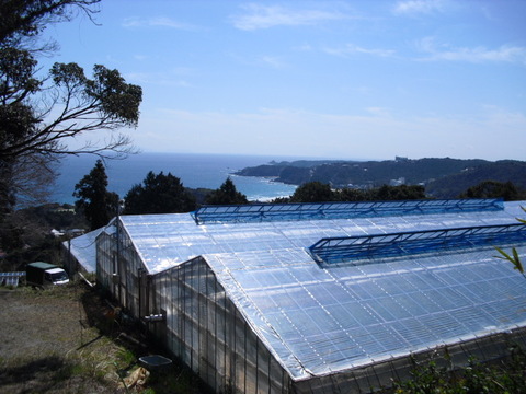 毎食トマト！バクバク食べちゃう栄ちゃんトマト　大きめ2キロ入り