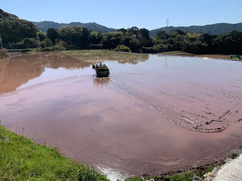 【令和7年度産　山の水で育った】高知県香南市産コシヒカリ　精米5Kg×2袋（10Kg）