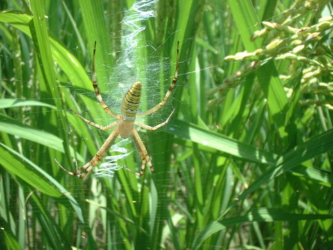 発想の転換たにし活用で栽培期間中農薬不使用　玄米
