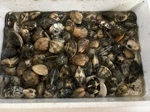 愛知県 三河湾　（国産）手掘りアサリ  500g今年は特に身入り，味が別格❗️酒蒸し，BBQ，味噌汁，アクアパッツァ，パスタで、