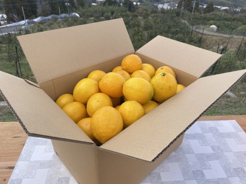 溢れる果汁！！　完熟マイヤーレモン　みんなで山分け１５キロ