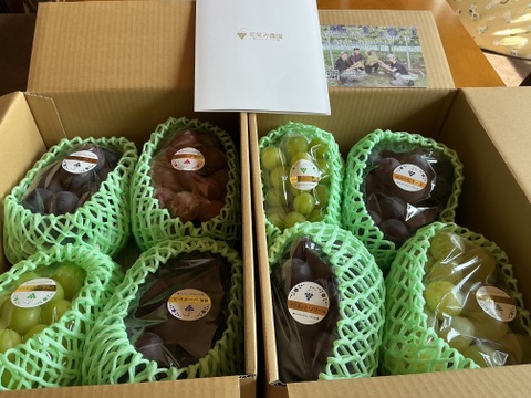 岡山県産　農家直送　雄宝　シャインマスカット　ピオーネ　3種類食べ比べセット 花笑み農園 岡山のぶどう4種食べ比べ『シャイン＋厳選3種』約2kg（4房