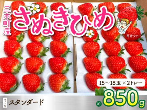 【 SNSが得意じゃないイチゴ農家（41歳）が情熱を注ぐ】大玉さぬきひめいちご約850g【苺音スタンダード約850g】