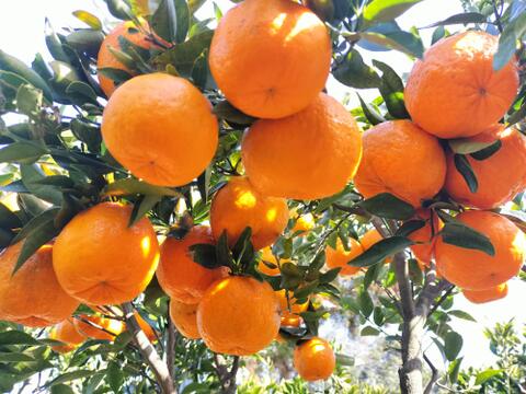 四季彩園のくしもとポンカンジュース