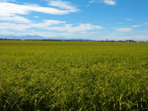 新潟県認証特別栽培米　コシヒカリ玄米5kg