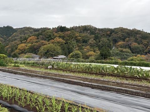 春夏秋冬、山から届くシェフの育てた野菜セット