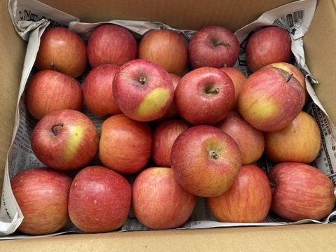 極小玉ミニチュアサイズ 🍎家庭用としていただけると思います 総重量 約4.5kg 青森県 南部地方産 自家りんご農園生産直送品！