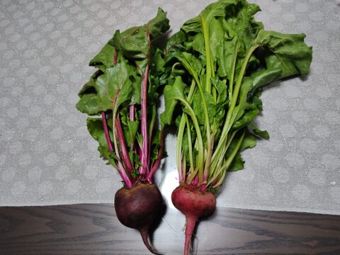 🌱収穫そのままお届け！畑直送！「食べる輸血」採れたて葉付きビーツ1〜2種セット約1.5kg🌱｜畑の鮮度そのまま✨｜農薬・化成肥料不使用｜✨