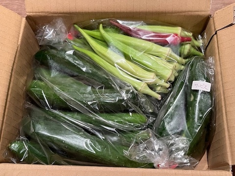 《山形のダシ》カラフルオクラと自根キュウリセット(農薬不使用)