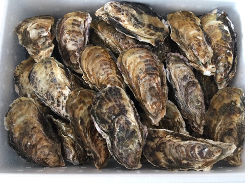 牡蠣いっぱい！！伊勢志摩的矢湾産 殻付きカキ50個入り 生食OK かきパーティー🍾