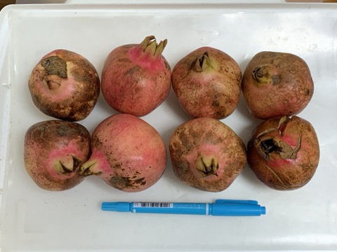 【自然栽培】稀少な国産生ざくろ 1kg以上★農薬・肥料不使用｜ザクロ｜柘榴｜小ぶり