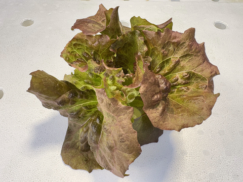 【農薬化学肥料不使用】ダイくんちの野菜！やわらか食感！ワインドレス　1箱8袋（1袋70～90ｇ程度）