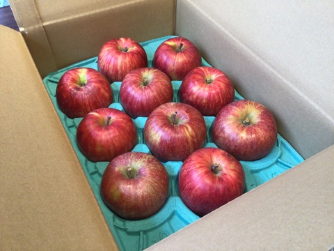 １日限定10箱！朝採り直送！(家庭用)旬の夏りんご、つがるを信州麻績村よりお届けします