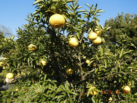 【柑橘食べ比べ】（規格外）伊豆産「不知火（デコ）」 と「はるか」うれしい詰め合わせ！　　　 正味4.0㎏