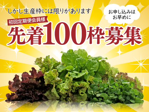 新鮮！採れたて！農薬・化学肥料不使用！レタスの定期便 8個セット