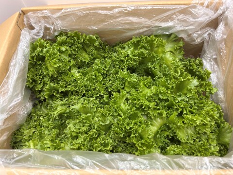 増量！水耕栽培クリスピーレタス２kg 1玉350ｇ〜400g/５~６玉
