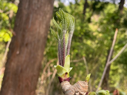 木の芽山菜の女王！コシアブラ２００ｇ