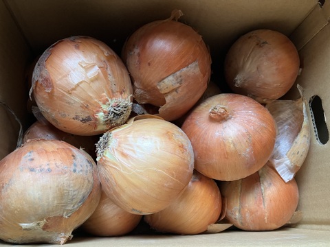 今期最終　数量限定品でお買い得！！　納豆菌栽培（残留農薬不検出）淡路島産玉ねぎ　5ｋｇ