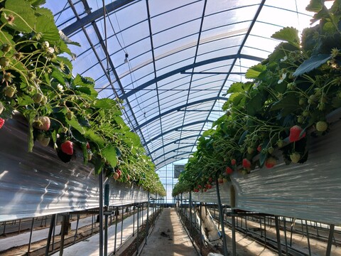 【程よい甘さと酸味】香川県産地限定さぬきひめ　大粒イチゴパック詰め(約500g)