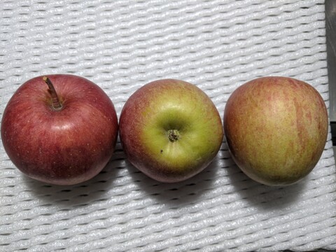 リンゴ加工原料