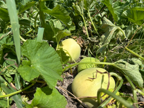 奥出雲産自然栽培ニューメロン(1.5kg程度)