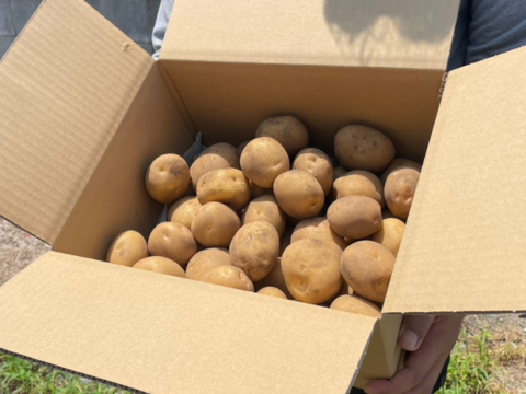 【ジャガイモ】キタアカリ５kg弱（M/Lサイズ混合お任せセット）