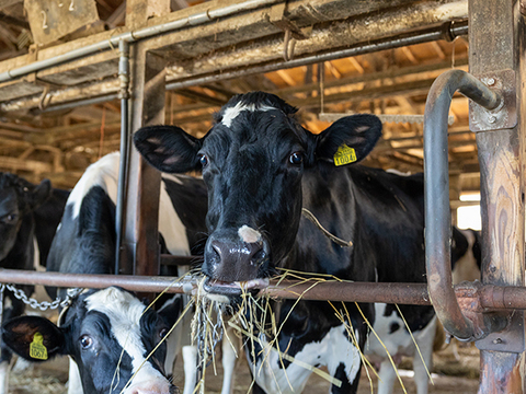 柚原ファームの3種の牛から作ったモッツアレラチーズ100g×5個