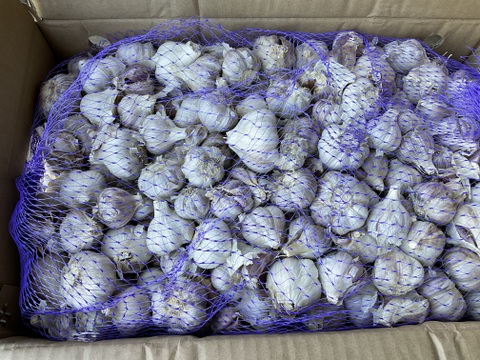 予約増量【大好評(^^♪】グッと料理のグレードが上がる(^^ “葉ニンニク“  2000g→2100g  from 名水の里　神奈川県秦野市