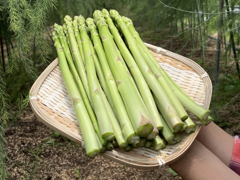 【自然栽培ならではの旨味】 自然栽培アスパラガス　L、M、Sサイズ混合（1.3ｋｇ）