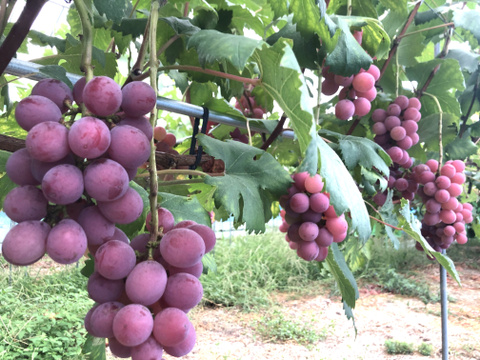 お買い得品！濃厚果汁クイーンニーナ　800g小中房2～3房　『クール便』