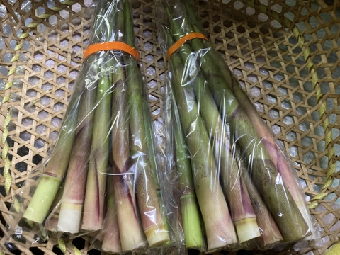 『旬限定希少…天然根曲がり竹』採れたてを1kg #ワラビ付き