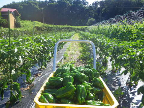 八ヶ岳高原から直送!旬の野菜セット7品目以上 80サイズ