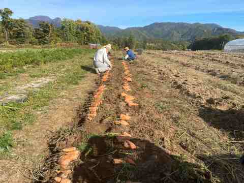 肥料・農薬不使用の自然12年の　人参　10ｋｇ
