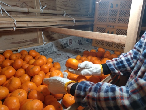 蔵出し貯蔵晩生みかん(3Lサイズ8kg・約45〜50個)