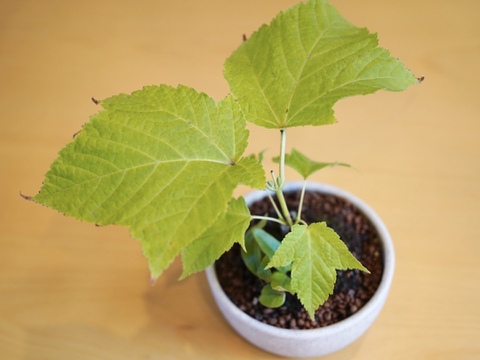 ミニ盆栽【ウリハダカエデ×白陶器】高さ25cm×横25cm