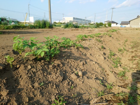 群馬県産　採れたてウド　４本　500〜550g