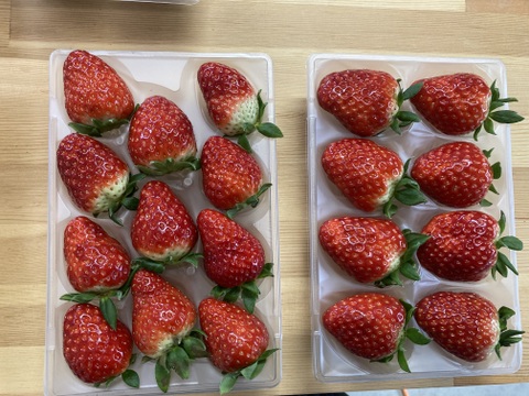 家庭用　訳あり　古都華　奈良県　奈良県　橋本農園　ことか　270g×2パック　いちご　苺　【母の日ギフト】