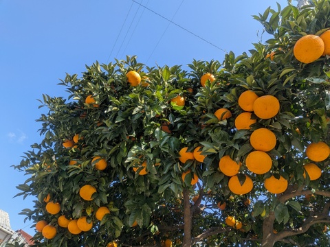 食べ頃『甘夏』1.9kg 甘味と酸味が程よい福岡産