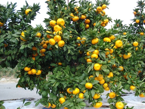 果汁たっぷり！熊本晩生みかん『金峰』10ｋｇ（1/20まで）