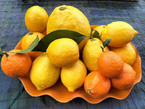 食べる「レモネードレモン＋赤レモン＋リスボンレモン＋ジャンボレモン」の4種類セット