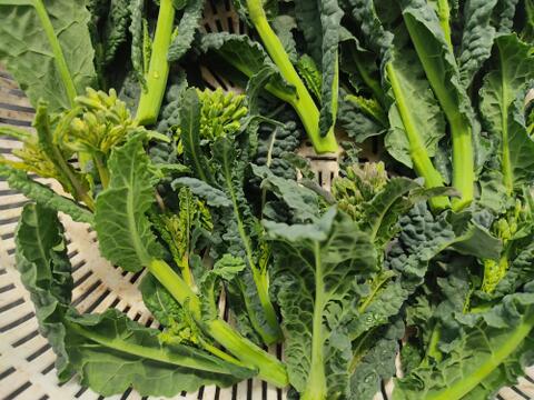 ✨【激レア】【今だけ限定】イタリアの黒い宝石“ベビーネロ”約200g＋旬のお野菜セット｜農薬・化成肥料不使用✨