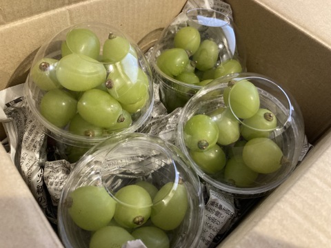 【すぐ出荷】パリッとジュワッと！秋の味覚のシャインマスカット（200g×4パック）【夜市限定】